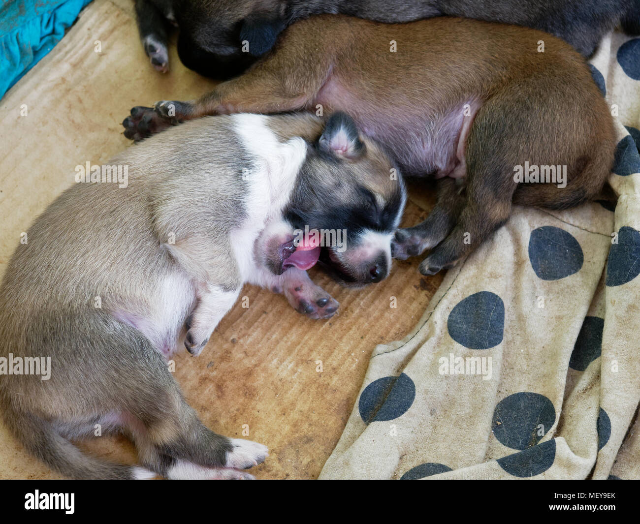 Stray cucciolo appena nato con gli occhi chiusi a sbadigliare mentre dorme con la sua famiglia su carta nel contenitore e punteggiata da rag la strada Foto Stock