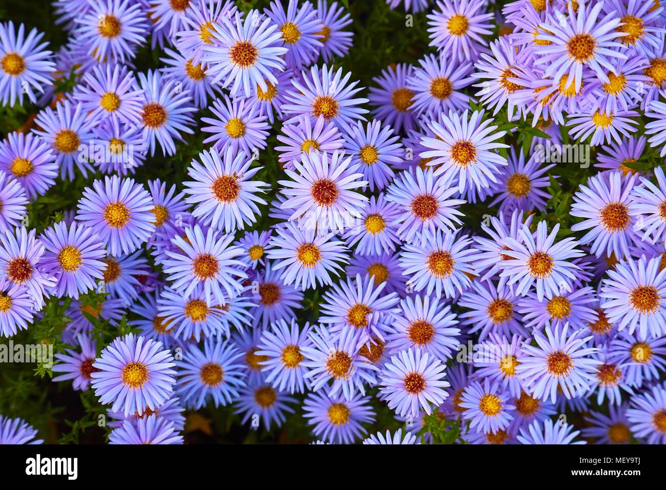 Piccoli fiori Prurple Foto Stock