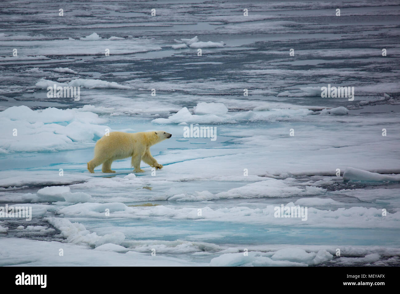 Orso polare Passeggiate sul ghiaccio, Spitsbergen, Norwey Svalbard Foto Stock