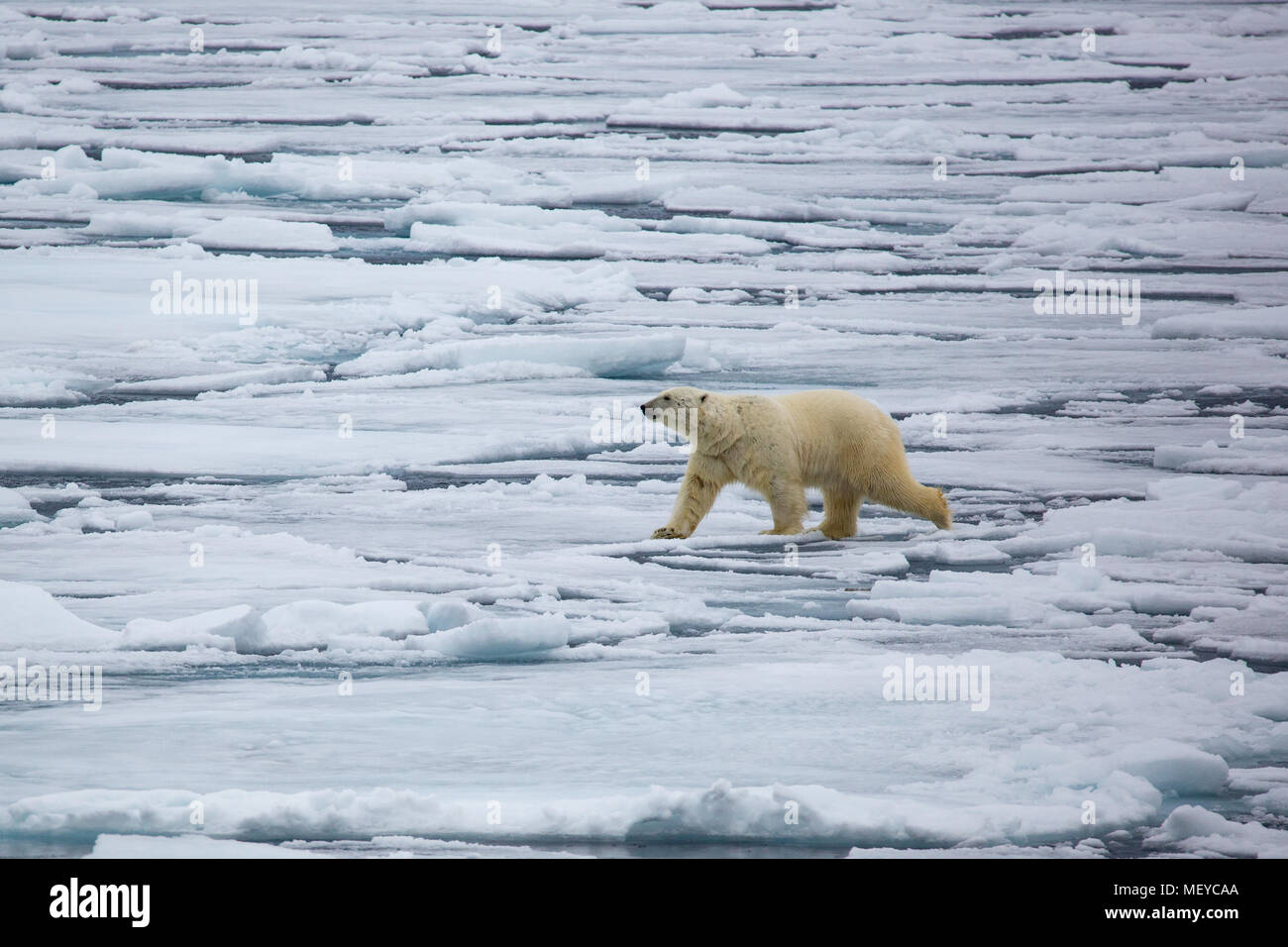Orso polare Passeggiate sul ghiaccio, Spitsbergen, Norwey Svalbard Foto Stock