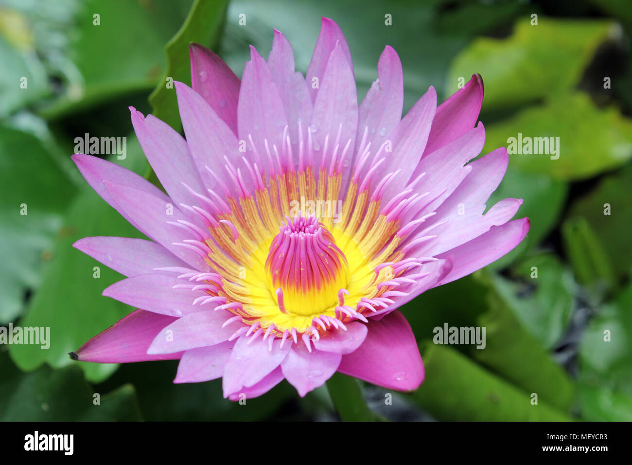 Loto sull'acqua. Foto Stock