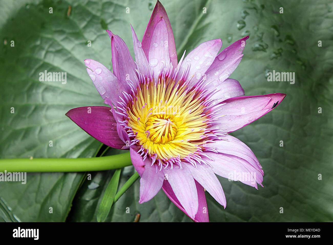 Loto sull'acqua. Foto Stock