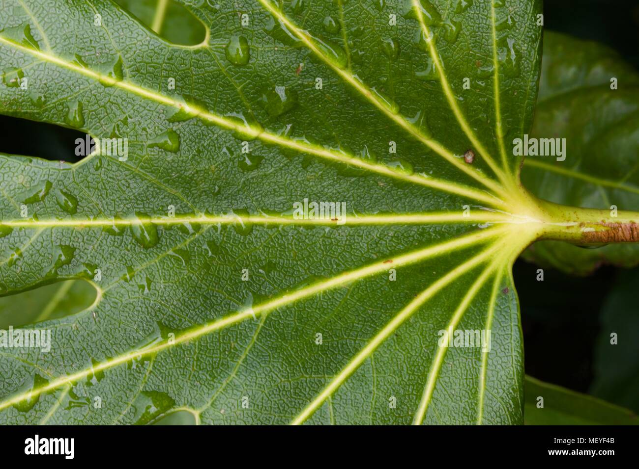 Fatsia japonica "aralia giapponese" Foto Stock