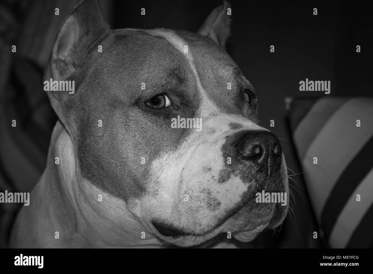 American Bully dog ritratto Foto Stock