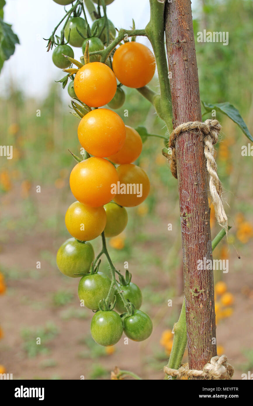 Ramo di giallo pomodori acerbi vicino. Foto Stock