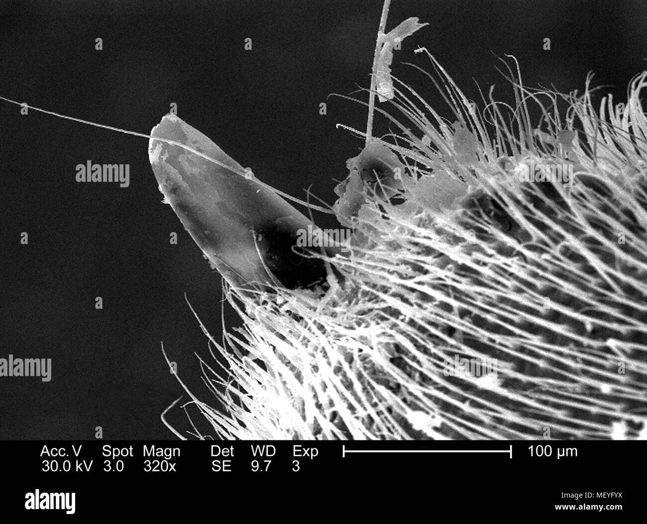 Western honeybee (Apis mellifera) apparato stinger, raffigurato nella 320x di scansione ingrandita al microscopio elettronico (SEM) immagine, 2005. Immagine cortesia di centri per il controllo delle malattie (CDC) / Janice Haney Carr, Connie di fiori e di Pamela Munn della International Bee Research Association, IBRA. () Foto Stock