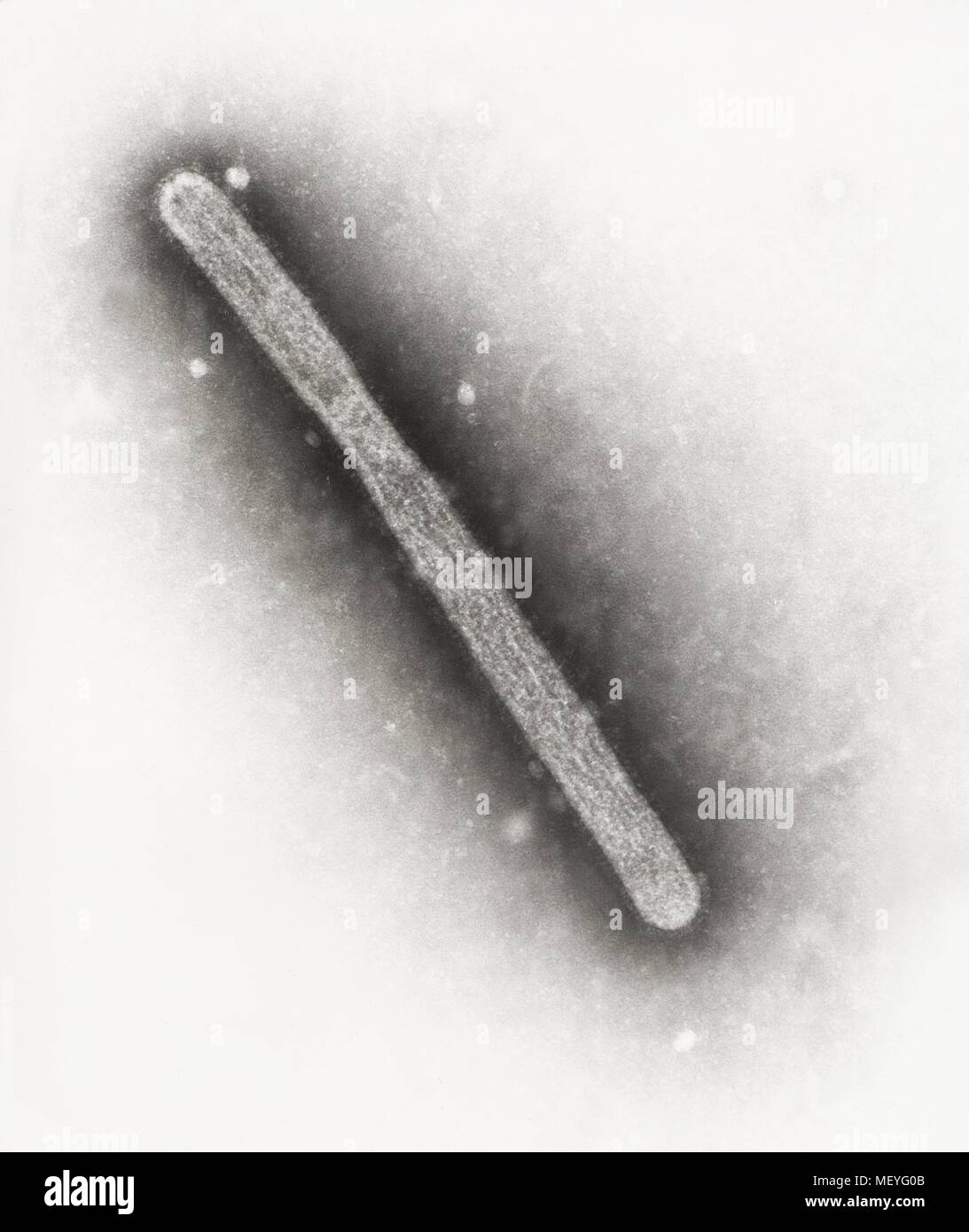 Virus A di influenza ha rivelato nel altamente scansione ingrandita al microscopio elettronico (SEM) immagine, 2005. Immagine cortesia di centri per il controllo delle malattie (CDC) / Cynthia Goldsmith, Jackie Katz. () Foto Stock