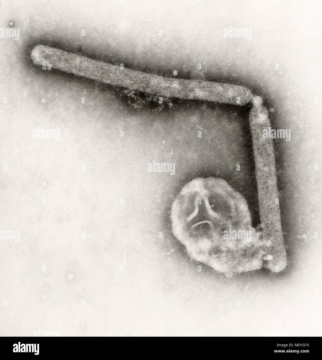 Virus A di influenza ha rivelato nel altamente scansione ingrandita al microscopio elettronico (SEM) immagine, 2005. Immagine cortesia di centri per il controllo delle malattie (CDC) / Cynthia Goldsmith, Jackie Katz. () Foto Stock