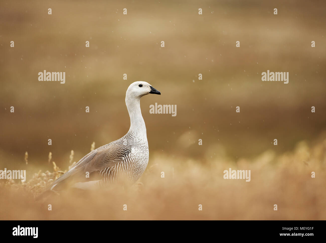 Oca montane (Chloephaga picta leucoptera) o Magellan goose rovistando nel campo di erba, estate nelle isole Falkland. Foto Stock