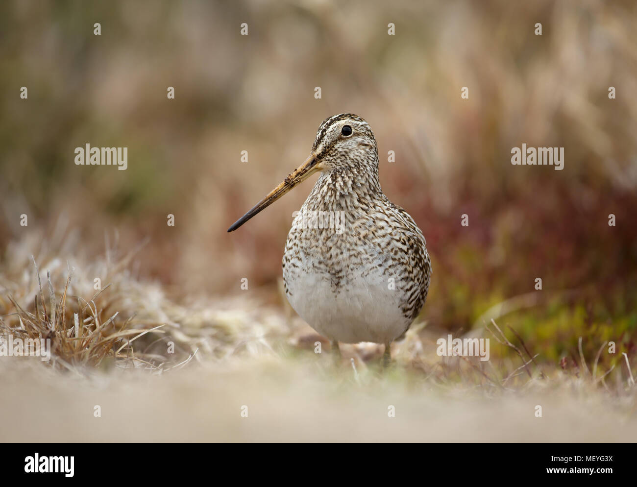 Close up di un beccaccino alimentando in 'Boggy paludi, Isole Falkland. Foto Stock