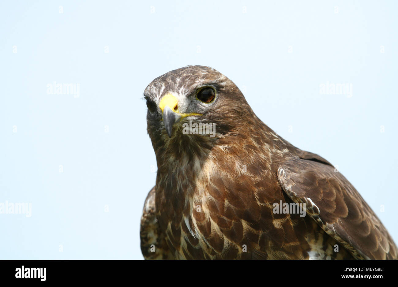 In prossimità di un comune poiana (Buteo buteo) contro il cielo blu chiaro, UK. Foto Stock