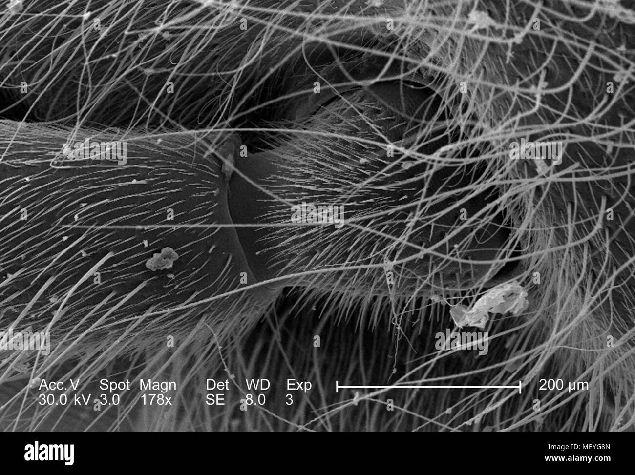 Western honeybee (Apis mellifera) giunto sferico e presa alla base dell'antenna sensoriale, rivelata in 178x di scansione ingrandita al microscopio elettronico (SEM) immagine, 2005. Immagine cortesia di centri per il controllo delle malattie (CDC) / Janice Haney Carr, Connie di fiori e di Pamela Munn della International Bee Research Association, IBRA. () Foto Stock