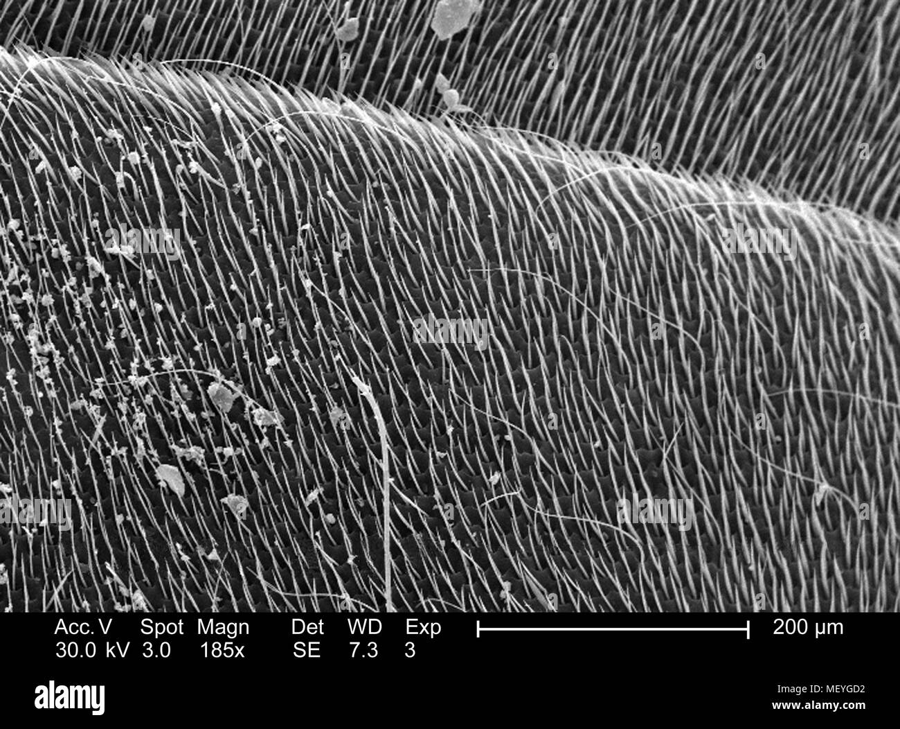 Western honeybee (Apis mellifera) superficie exoskeletal raffigurata nella 185x di scansione ingrandita al microscopio elettronico (SEM) immagine, 2005. Immagine cortesia di centri per il controllo delle malattie (CDC) / Janice Haney Carr, Connie di fiori e di Pamela Munn della International Bee Research Association, IBRA. () Foto Stock