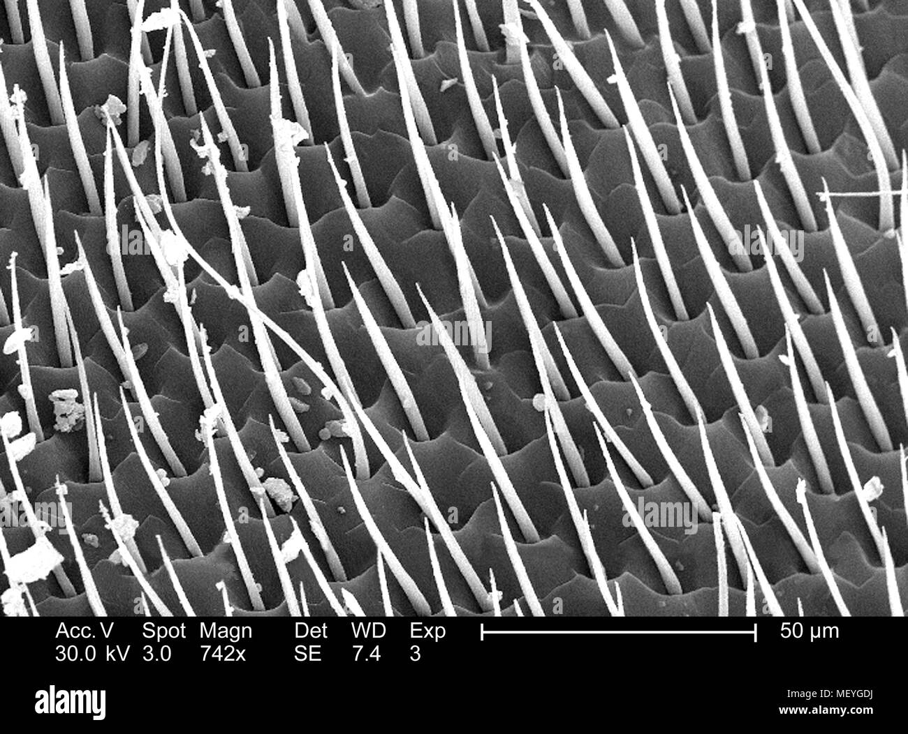 Western honeybee (Apis mellifera) superficie exoskeletal raffigurata nella 742x di scansione ingrandita al microscopio elettronico (SEM) immagine, 2005. Immagine cortesia di centri per il controllo delle malattie (CDC) / Janice Haney Carr, Connie di fiori e di Pamela Munn della International Bee Research Association, IBRA. () Foto Stock