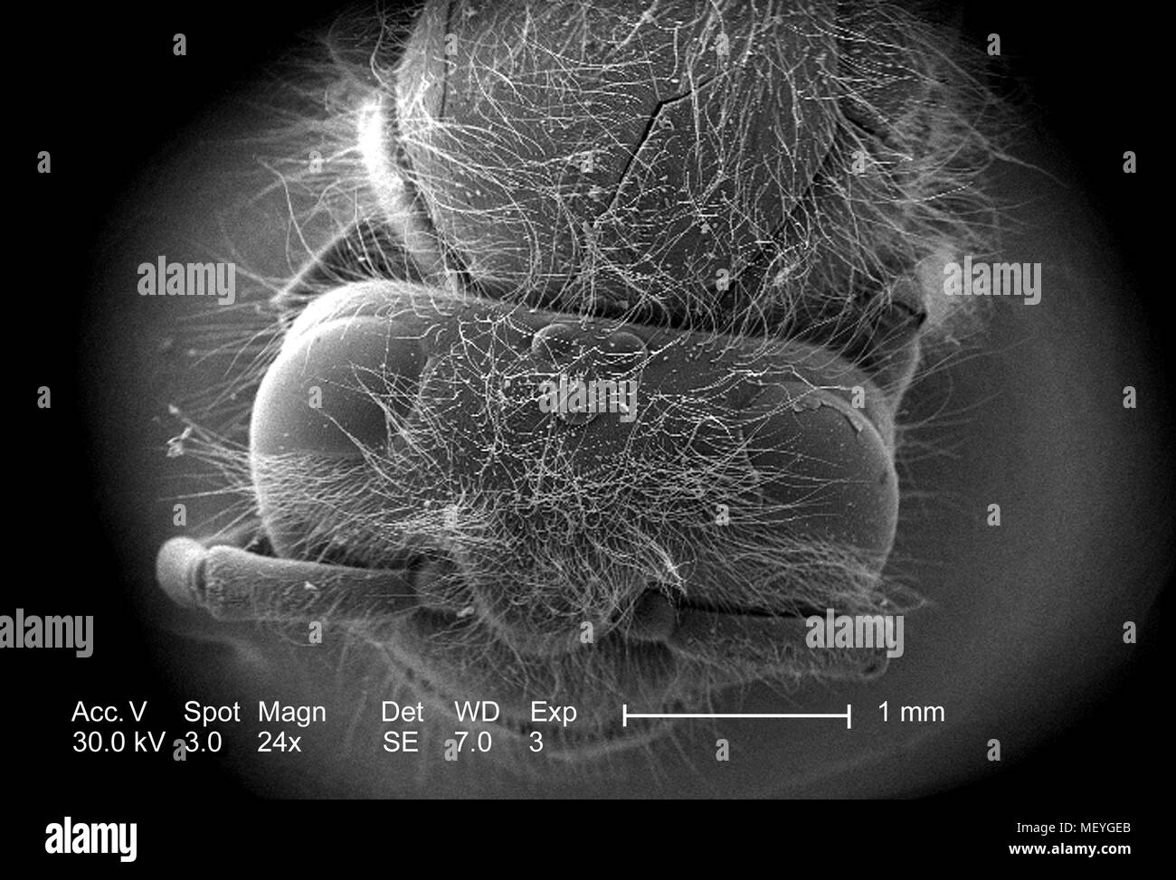 Western honeybee (Apis mellifera) testa e torace rappresentata in 24x di scansione ingrandita al microscopio elettronico (SEM) immagine, 2005. Immagine cortesia di centri per il controllo delle malattie (CDC) / Janice Haney Carr, Connie di fiori e di Pamela Munn della International Bee Research Association, IBRA. () Foto Stock