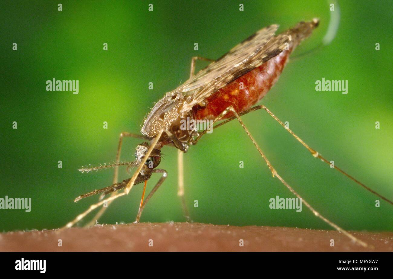 Femmina Anopheles albimanus zanzara, congestioni con il sangue, l'alimentazione sull'ospite umano, 2005. Immagine cortesia di centri per il controllo delle malattie (CDC). () Foto Stock
