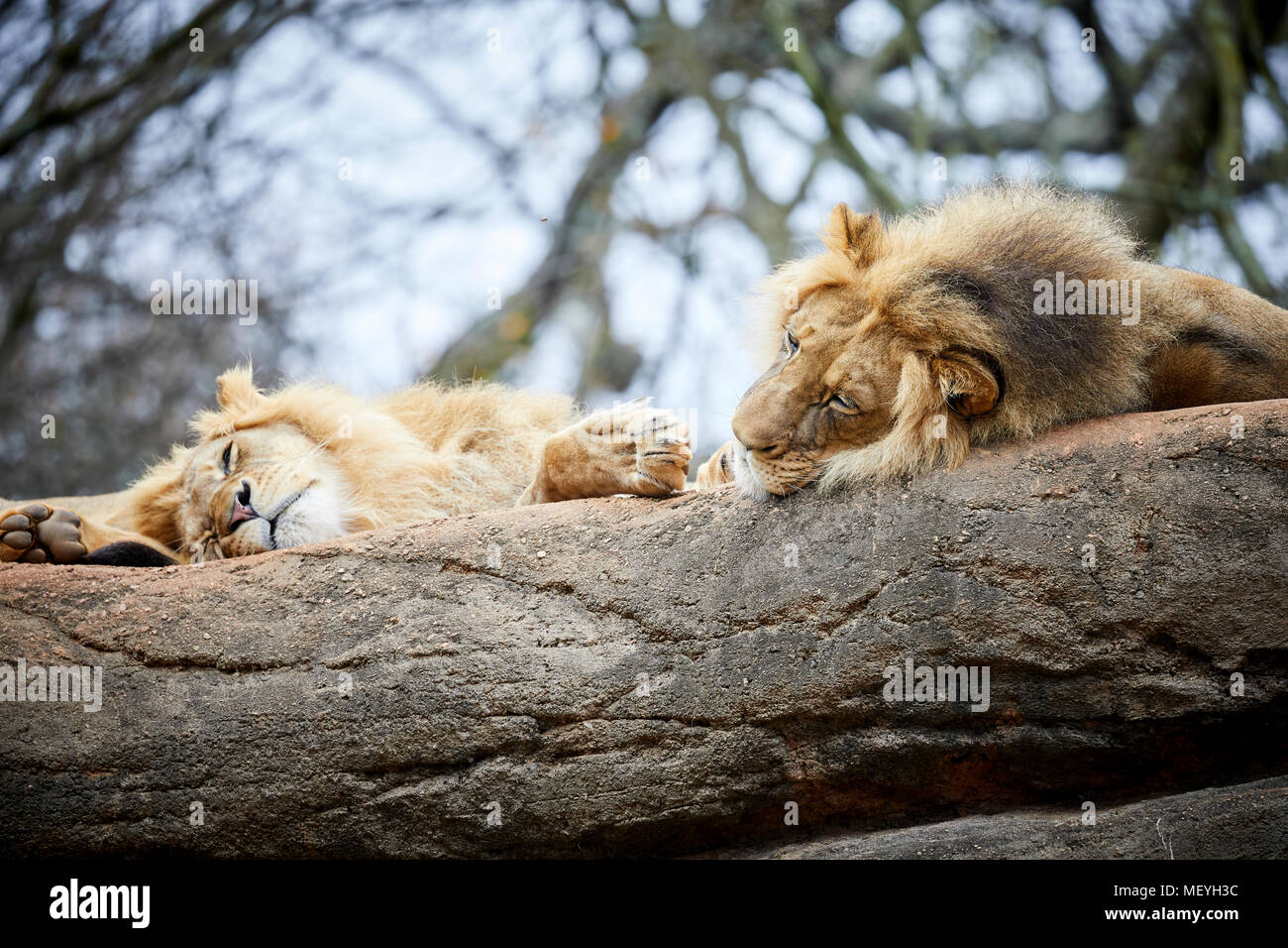 Atlanta capitale della condizione degli Stati Uniti della Georgia, lo Zoo di Atlanta Zoological Park Lions dormire su di una roccia Foto Stock