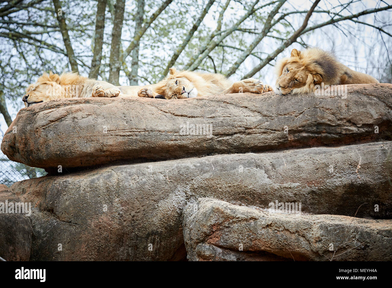 Atlanta capitale della condizione degli Stati Uniti della Georgia, lo Zoo di Atlanta Zoological Park Lions dormire su di una roccia Foto Stock