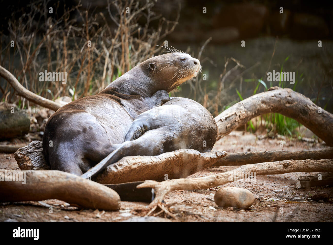 Atlanta capitale della condizione degli Stati Uniti della Georgia, lo Zoo di Atlanta Zoological Park lontre Foto Stock