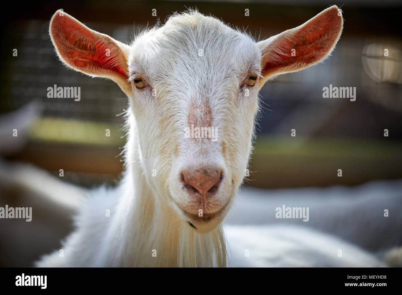 Atlanta capitale della condizione degli Stati Uniti della Georgia, Atlanta Zoo parco zoologico di capra Foto Stock