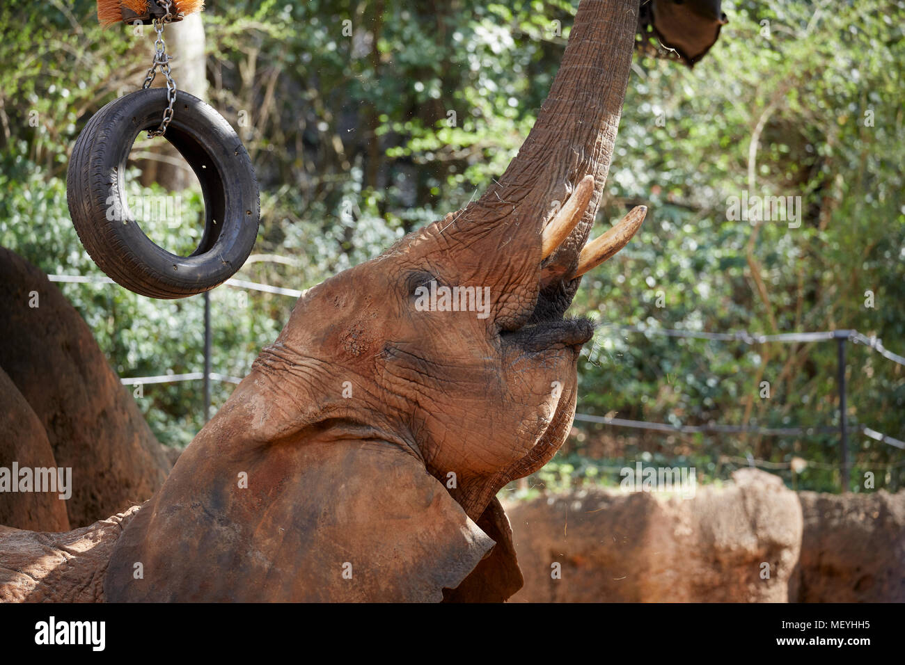 Atlanta capitale della condizione degli Stati Uniti della Georgia, Atlanta Zoo parco zoologico dell' elefante africano Foto Stock