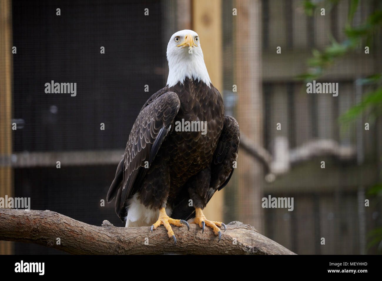 Atlanta capitale della condizione degli Stati Uniti della Georgia, lo Zoo di Atlanta Zoological Park Eagle Foto Stock