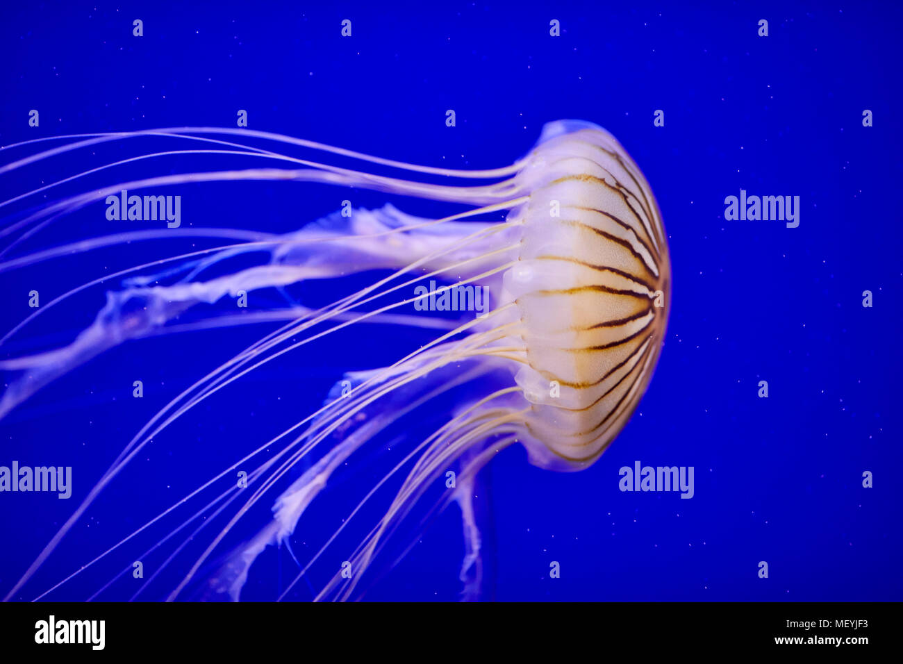 Atlanta capitale della condizione degli Stati Uniti della Georgia, l'acquario di Georgia interno jelly fish Foto Stock