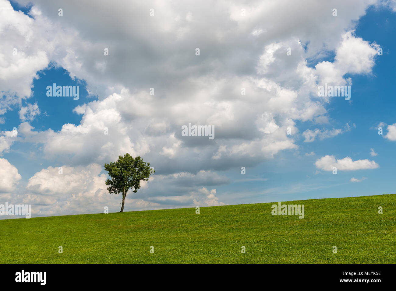 Bellissimo campo e albero contro un cielo blu; concetto per la natura nel periodo estivo Foto Stock