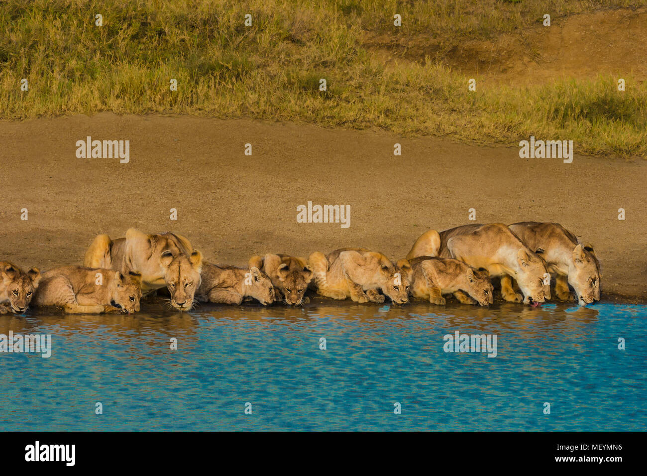 Lion pride, lupetti e adulti, bevendo un waterhole, Serengeti National Park, Tanzania. La popolazione di Lion in tutto il continente africano ha crollati da Foto Stock