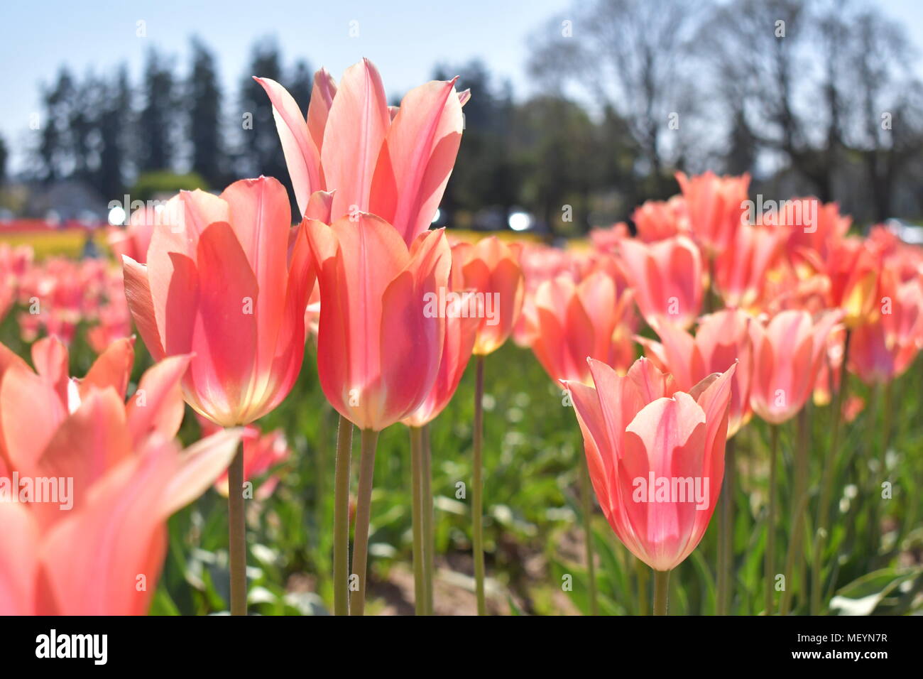 Righe di splendidi tulipani rosa al pattino di legno Tulip Festival in Woodburn Oregon Foto Stock