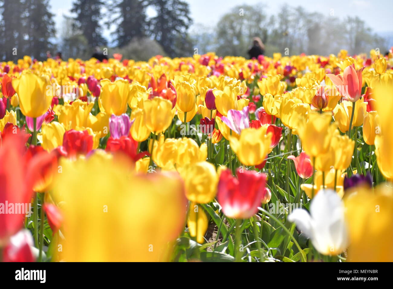 Campi multipli di tulipani colorati al pattino di legno Tulip Festival in Woodburn Oregon Foto Stock