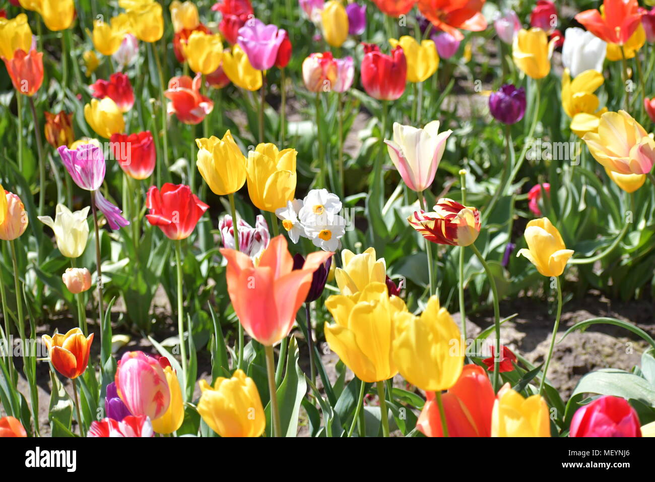 Campi multipli di tulipani colorati al pattino di legno Tulip Festival in Woodburn Oregon Foto Stock