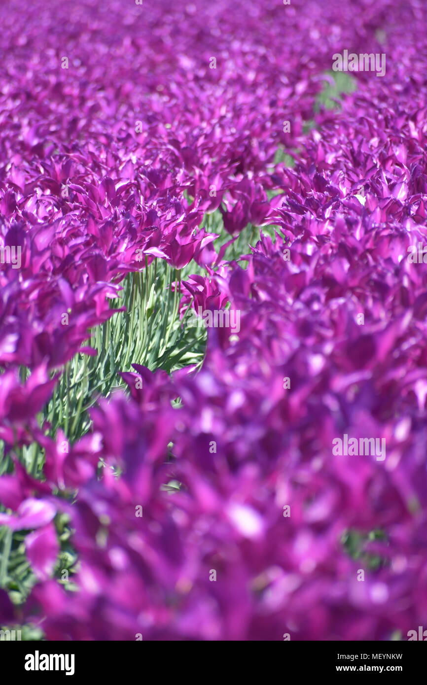 Bella viola tulipani in scarpe di legno Tulip Festival in Woodburn Oregon Foto Stock