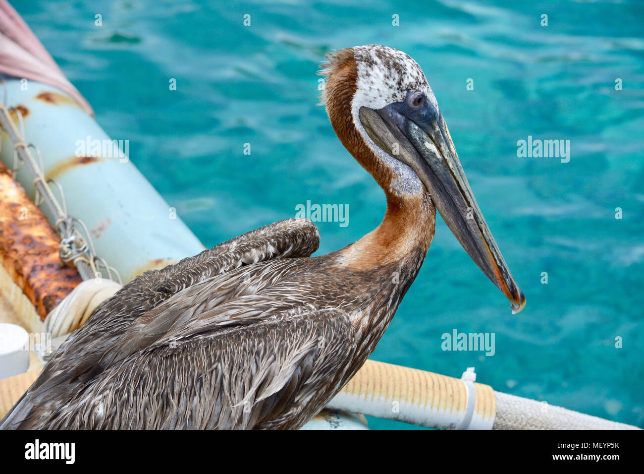 Giovani pelican su una recinzione arrugginita. Foto Stock