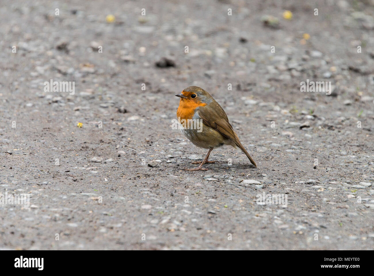Un robin (Erithacus rubecula) Foto Stock