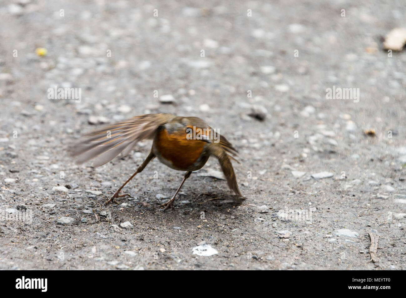 Un robin (Erithacus rubecula) Foto Stock