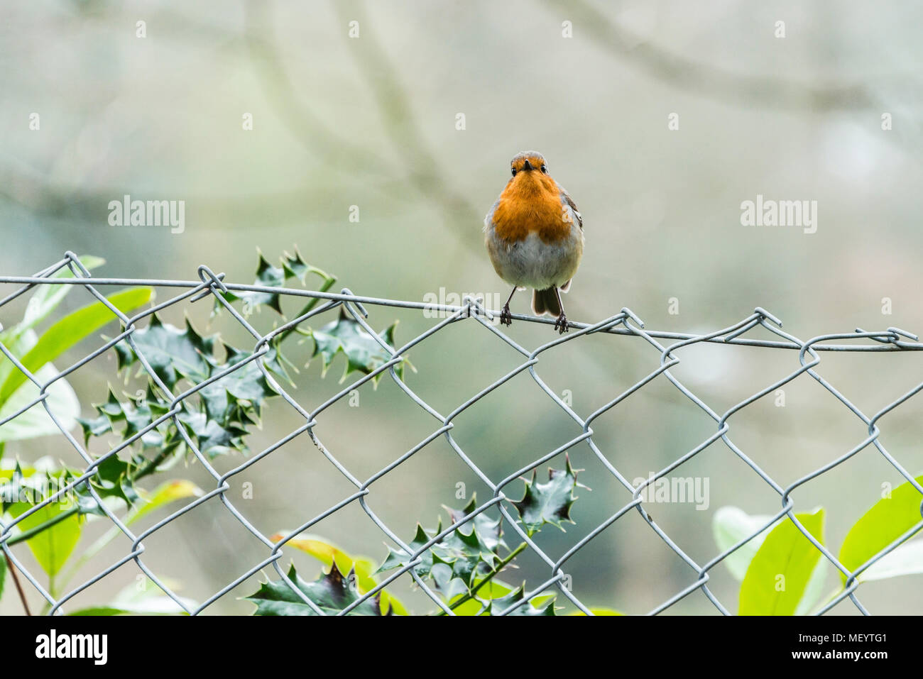 Un robin (Erithacus rubecula) Foto Stock