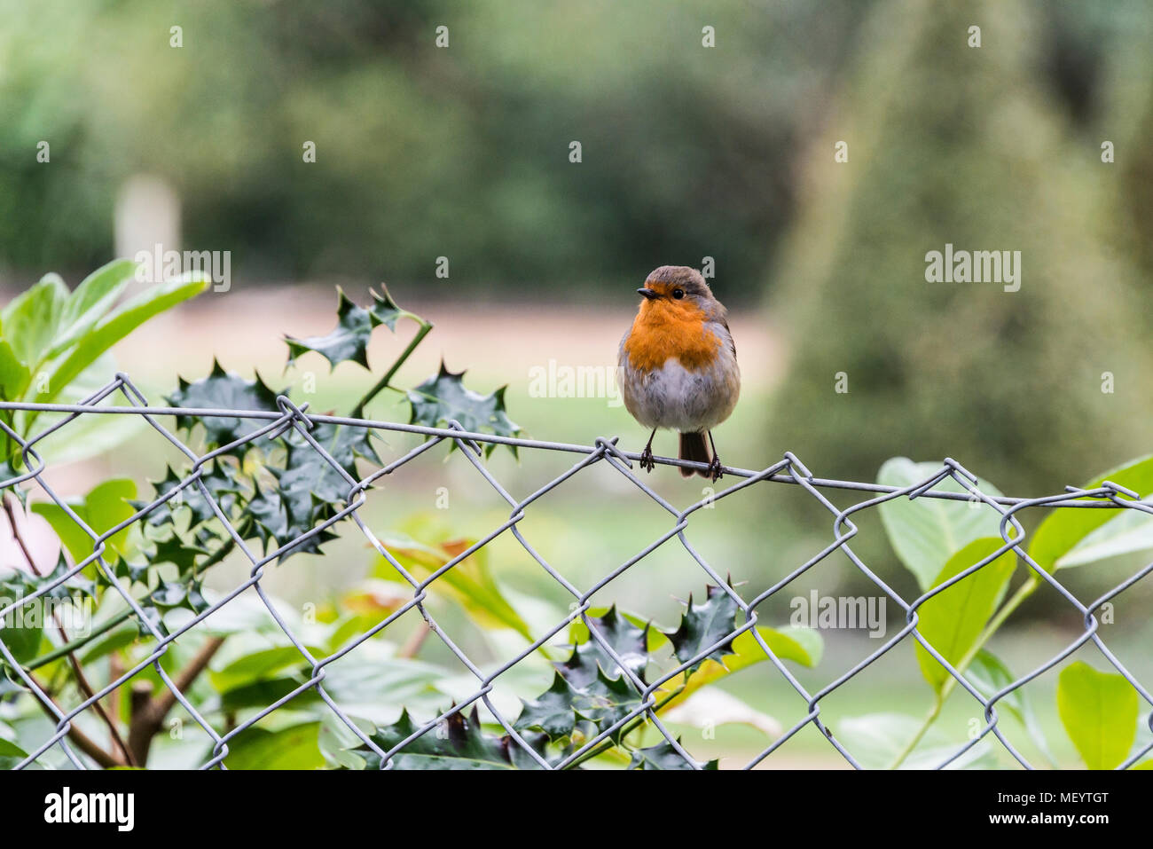 Un robin (Erithacus rubecula) Foto Stock