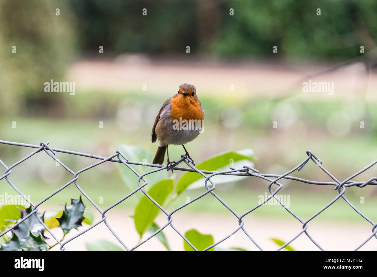 Un robin (Erithacus rubecula) Foto Stock