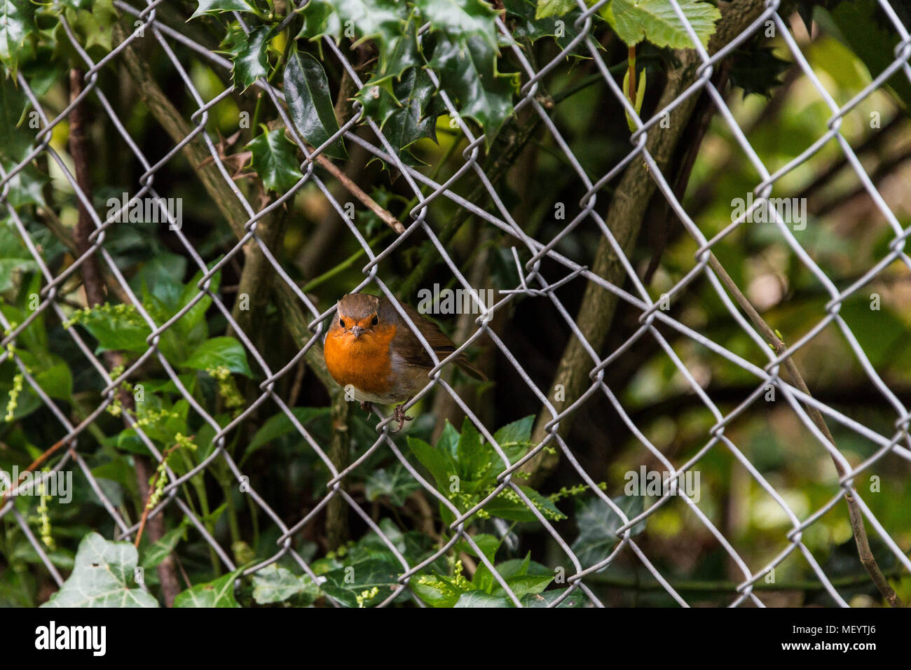 Un robin (Erithacus rubecula) Foto Stock