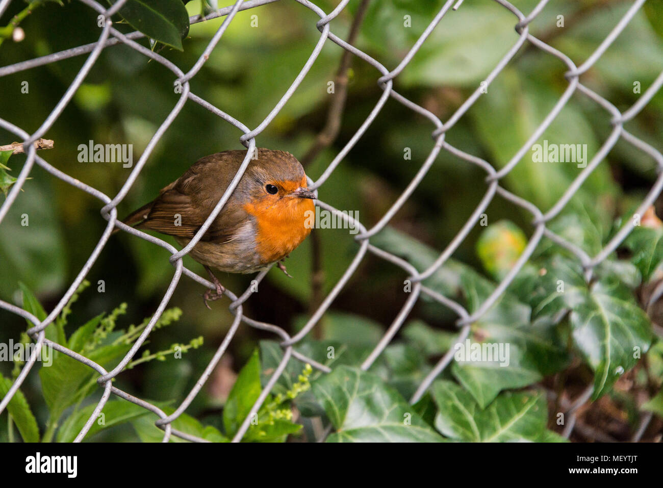 Un robin (Erithacus rubecula) Foto Stock