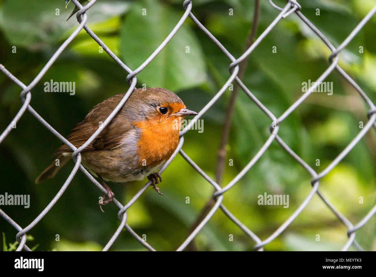 Un robin (Erithacus rubecula) Foto Stock