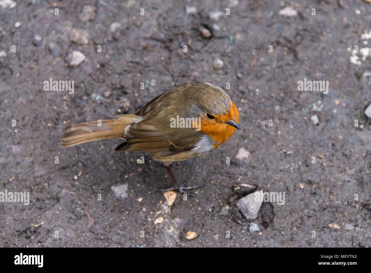 Un robin (Erithacus rubecula) seduto a terra Foto Stock