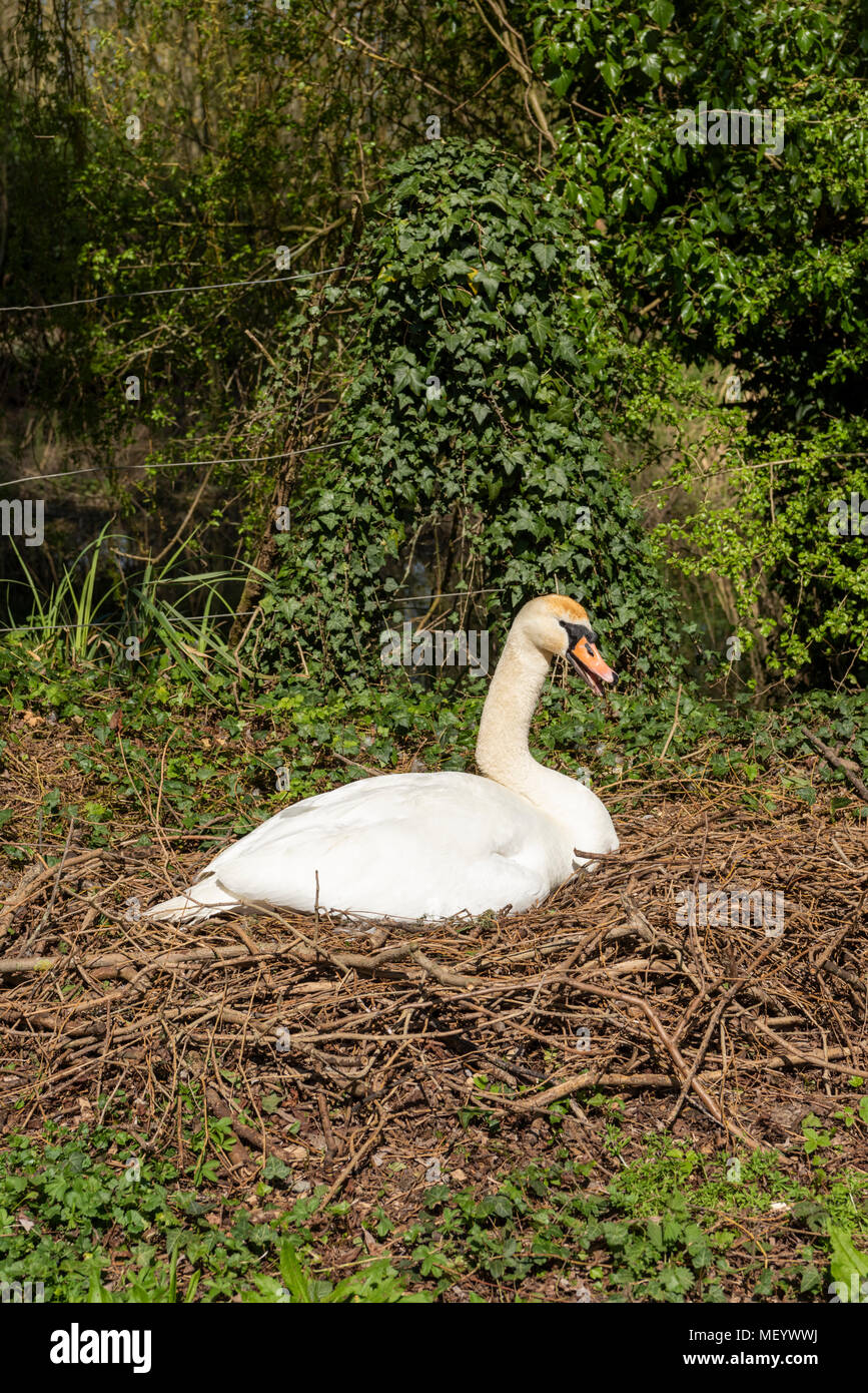 Un bianco cigno seduto su un nido in primavera Foto Stock