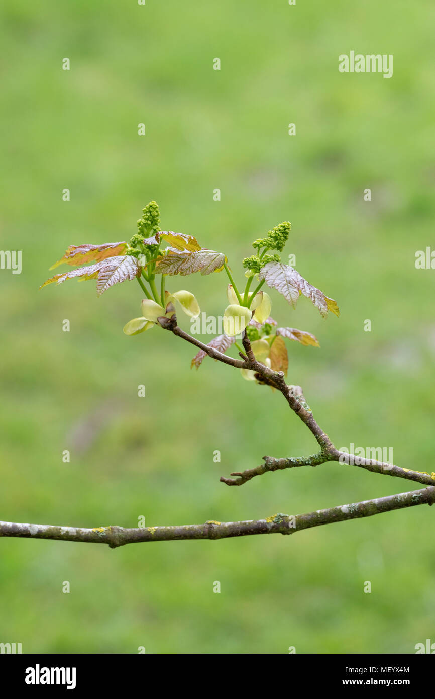Acer velutinum velluto maple / persiano di foglie di acero e fiori in primavera. Regno Unito Foto Stock