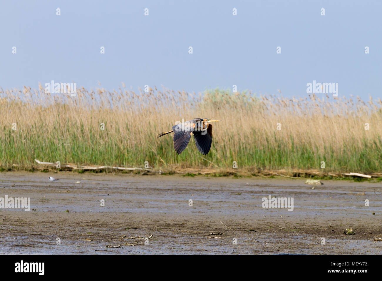 Airone rosso vicino fino dal fiume Po laguna, Italia. Per gli uccelli migratori. Natura italiana Foto Stock