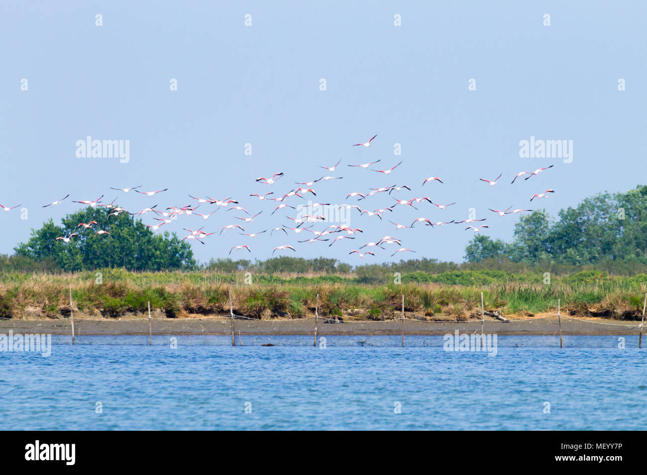 Stormo di fenicotteri rosa da "Delta del Po' laguna, Italia. Panorama della natura Foto Stock