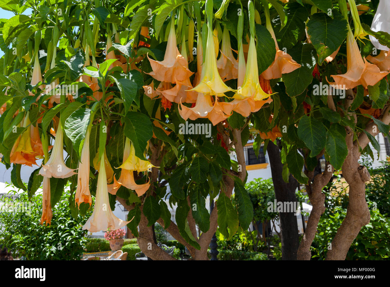 Brugmansia Tree - Datura stramonium impianto, che contiene la scopolamina, Foto Stock