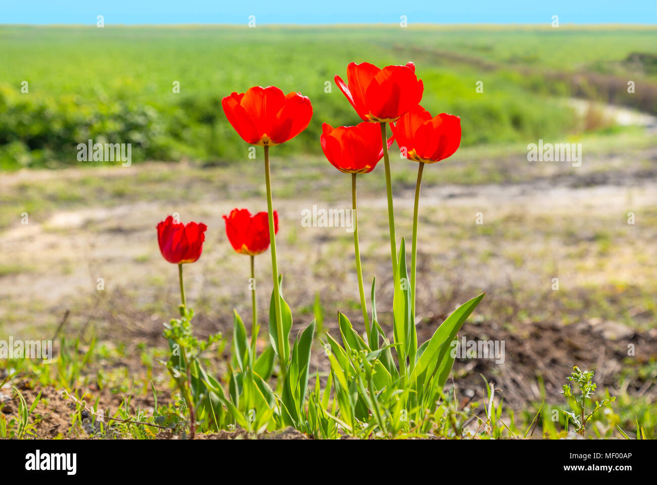 Sei red tulip fiori con steli lunghi in corrispondenza del bordo di un campo verde in campagna con un flusso in esecuzione attraverso di esso. Foto Stock
