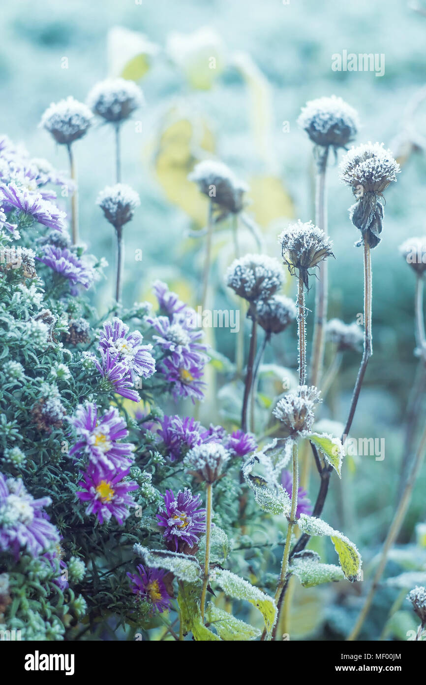 Il vento di brina sui vecchi asciutto erba e fiori Foto Stock
